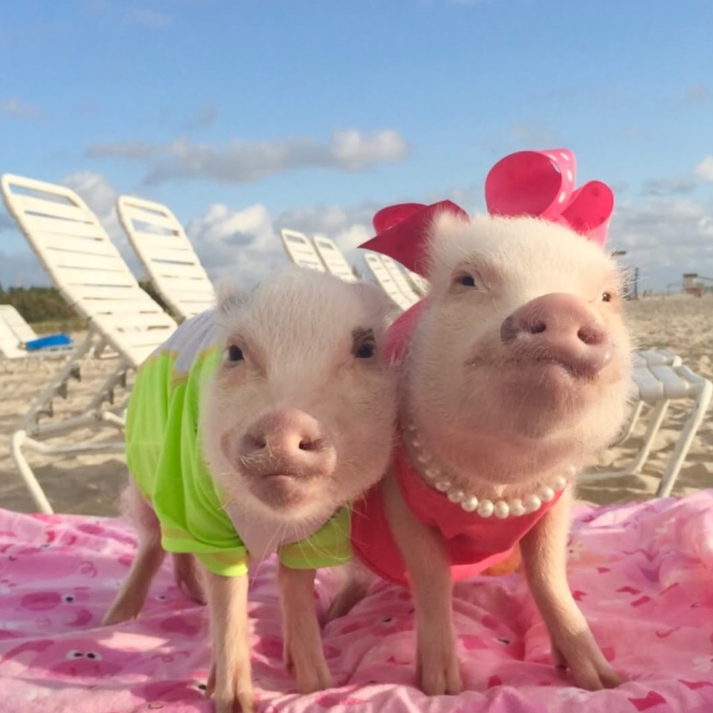 Prissy & Pop